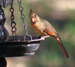 Female Cardinal