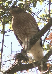 Red Shouldered Hawk