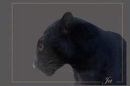 Jet - African Black Leopard (rare)