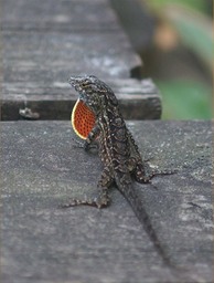 Lizard