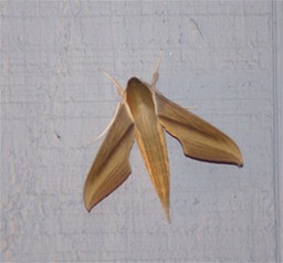 Moth