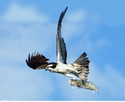 Osprey and fish