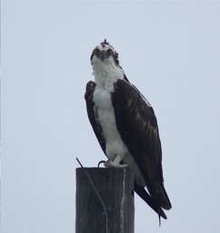 Osprey