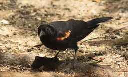 Red Winged Blackbird