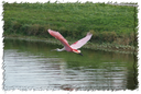 Roseate Spoonbill