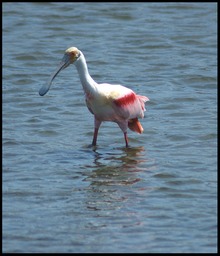 Roseate Spoonbill