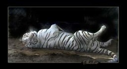 Shadow - White Tiger