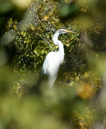 Snowy Egret