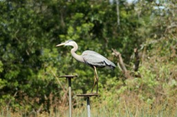 Blue Heron - Lake Wales, Florida