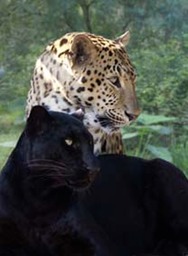 Two leopards