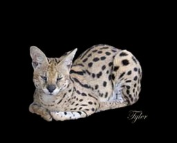 Tyler - Serval