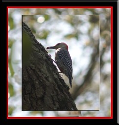 Woodpecker